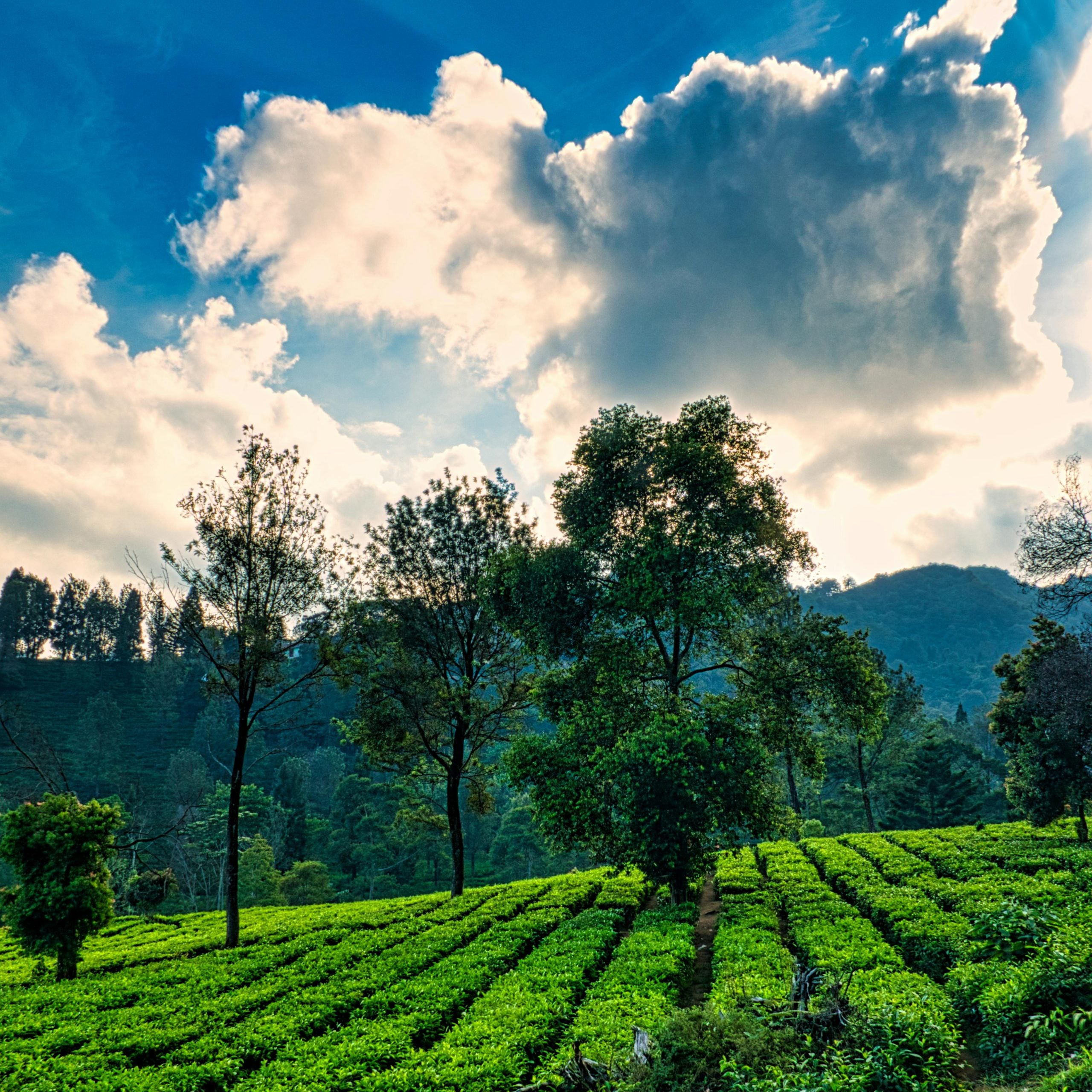 Smart Solutions: Tea Farmers Reaching Their Goals with KG Farmers