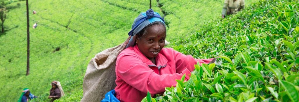 Nuwara Eliya,SRI LANKA - Mach 13 : Female tea picker in tea plantation in Mackwoods, Mach 13, 2017.tea industry.