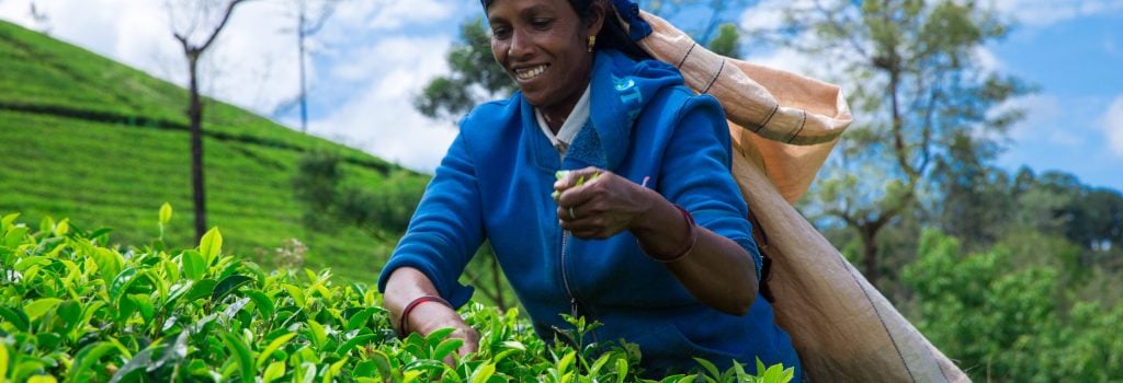 Nuwara Eliya,SRI LANKA - Mach 13 : Female tea picker in tea plantation in Mackwoods, Mach 13, 2017.tea industry.
